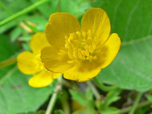 深山金鳳花（ミヤマキンポウゲ）_d0125765_4472870.jpg