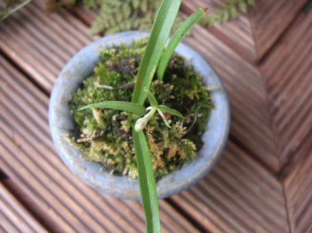 c0095679_13264913.gif