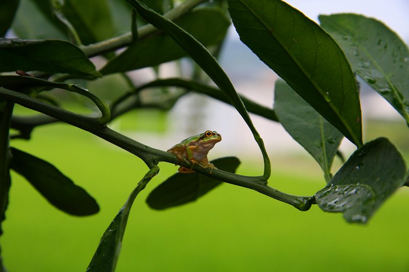 2008.07.17　雨蛙が消えている・・・・・・？　　　　　　_f0140087_842421.jpg