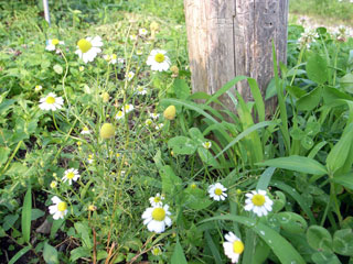 野の花と野菜の花と_f0135908_22212845.jpg