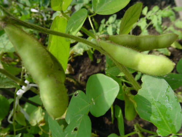 f0070713_1716568.jpg