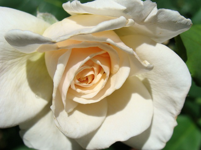 f0170524_1243385.jpg