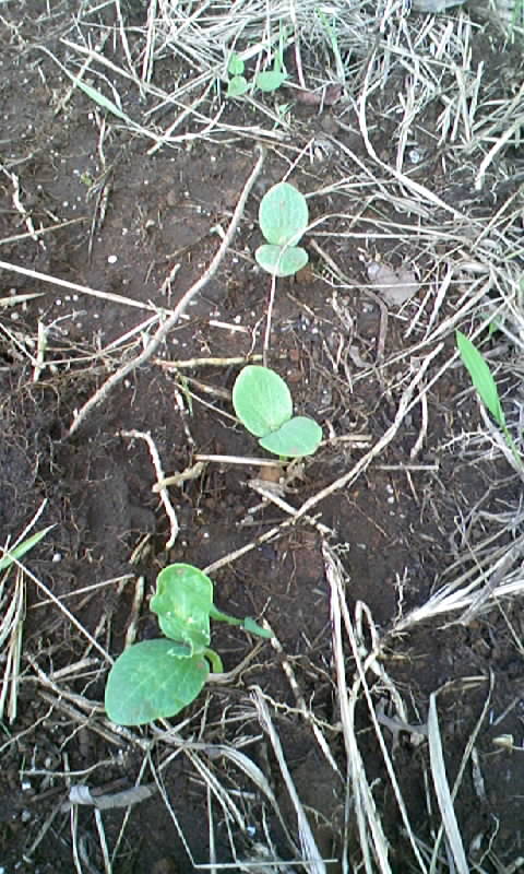 (^_^)v芽が出た～！_d0067538_14461448.jpg