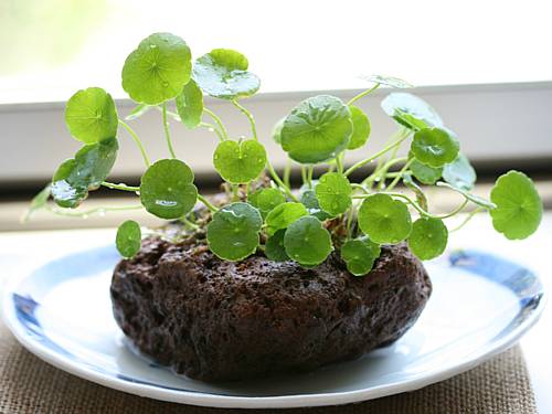 ウォーター・マッシュルーム : SUGAR & BUTTER