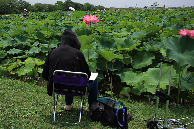 船頭平河川公園の蓮も間もなく終わり_f0129465_548029.jpg