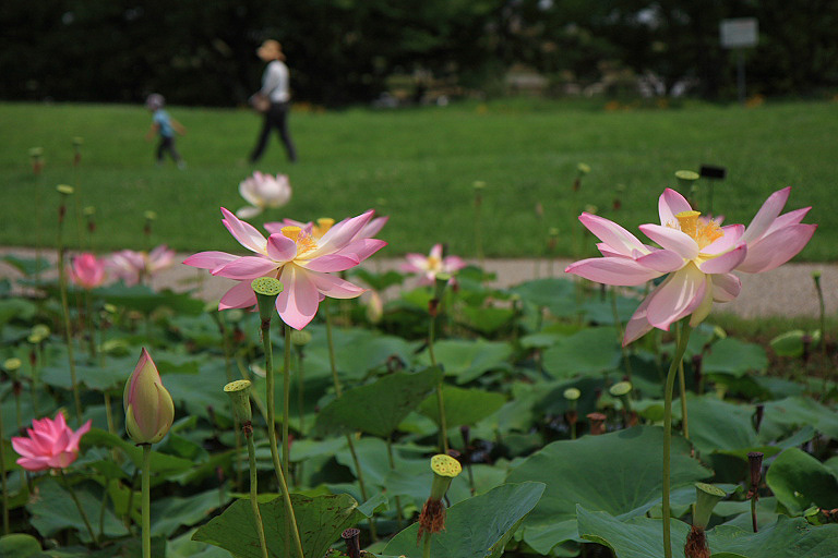 船頭平河川公園の蓮も間もなく終わり_f0129465_5515685.jpg