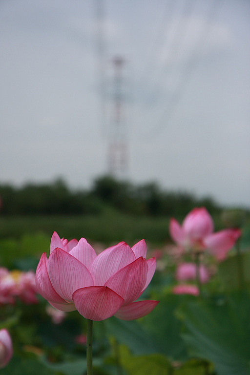 船頭平河川公園の蓮も間もなく終わり_f0129465_5532946.jpg