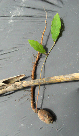 a0086067_946323.gif