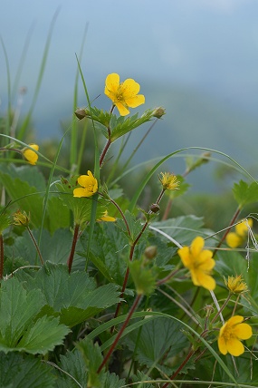 深山大根草（ミヤマダイコンソウ）_e0054067_2250174.jpg