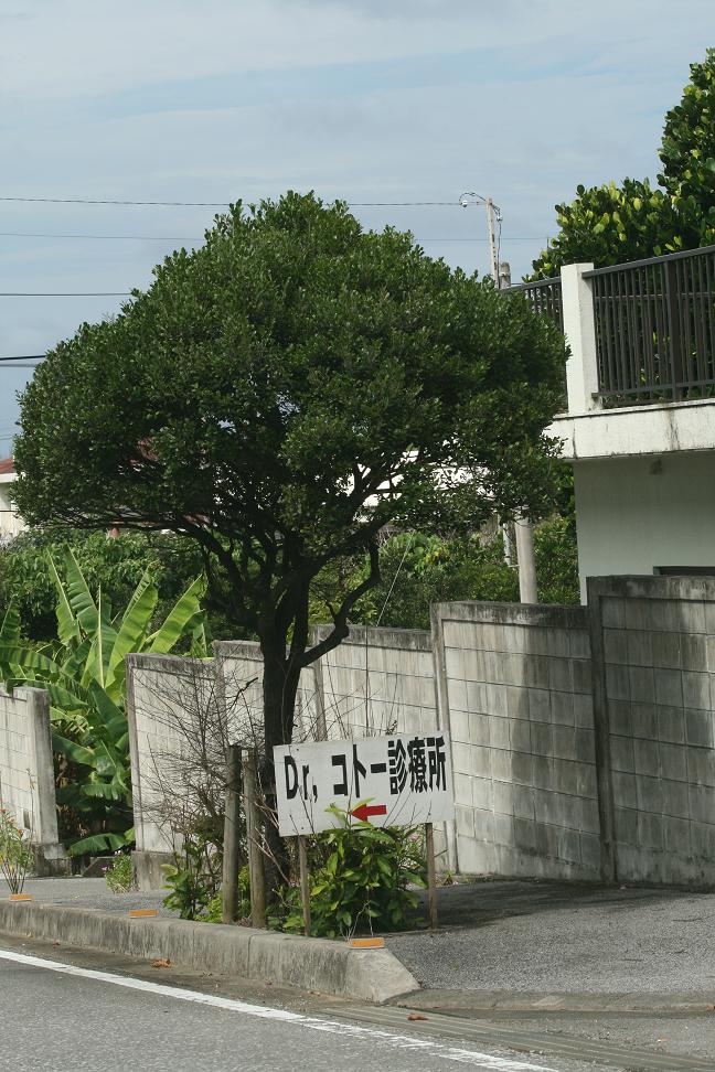 Dr.コトー診療所~ハイビスカスの花~ 与那国島 その14_a0107574_2115638.jpg