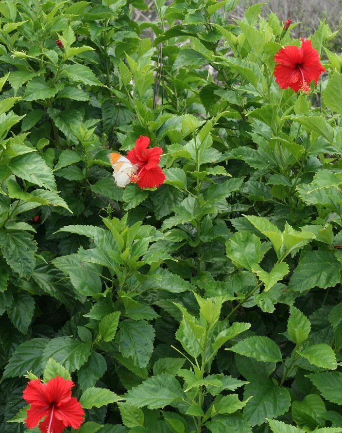 Dr.コトー診療所~ハイビスカスの花~ 与那国島 その14_a0107574_21163334.jpg