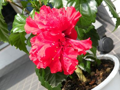 a0095980_14155450.jpg