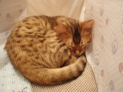 c0086895_063110.jpg