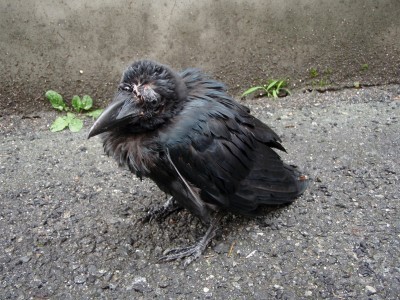 カラスの子 ペットなどの日記