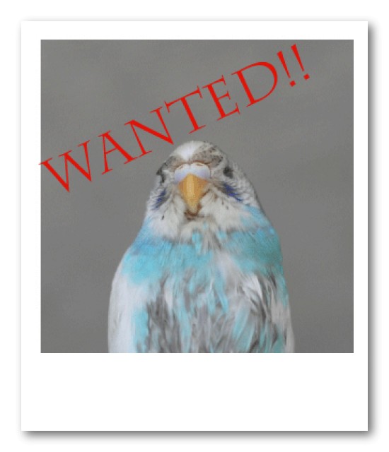 ＷＡＮＴＥＤ！！_b0143835_2324789.jpg