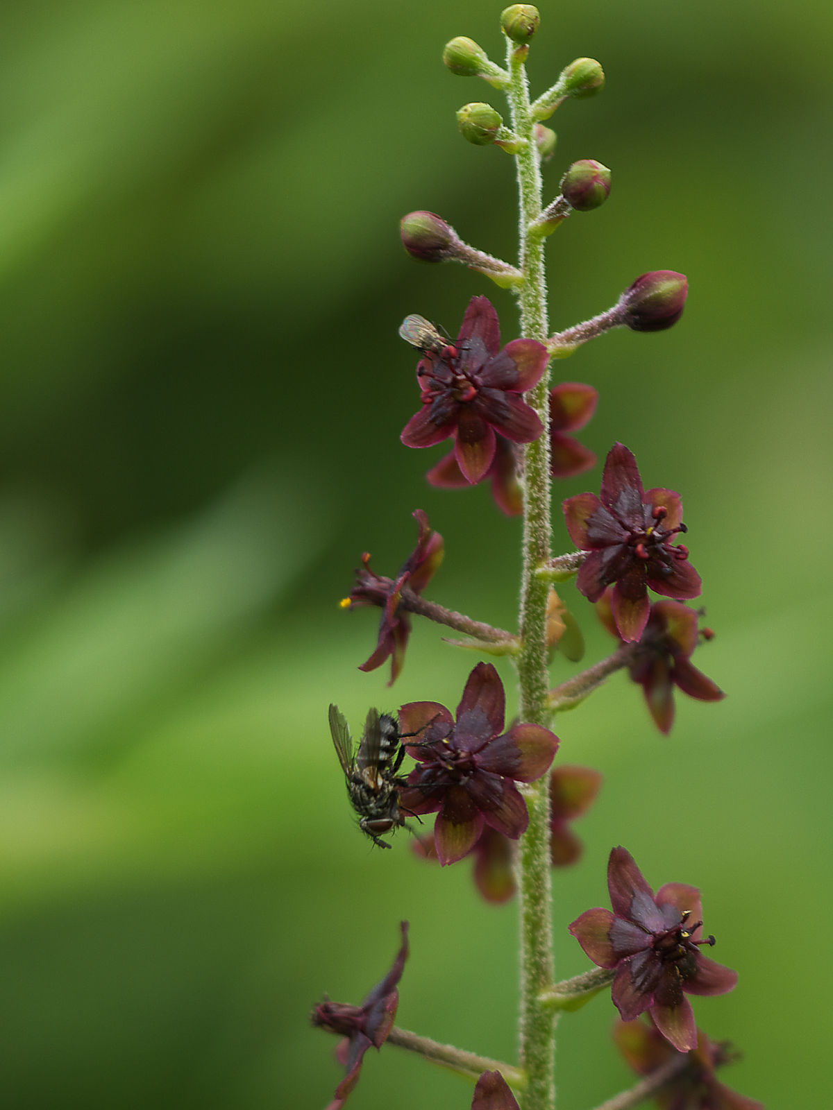 伊吹山の花_a0089554_21315238.jpg