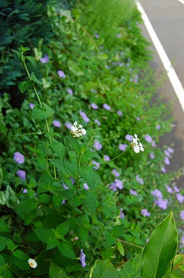 夏はやっぱりブルーの花_e0025655_643485.jpg