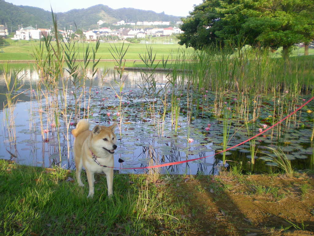 ２００８年７月１９日（土）愛ちゃん伸び～る！_f0060461_10553165.jpg