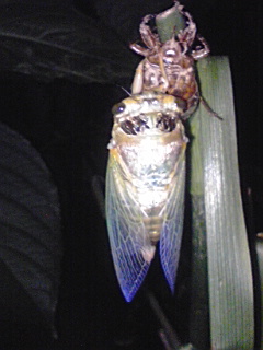 e0136066_21405032.jpg