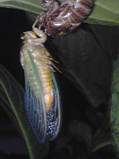 e0136066_21405059.jpg
