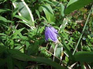 黒斑山の花_f0167174_21523924.jpg