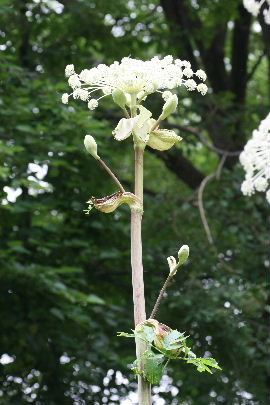 植物園の花（エゾニュウ）　　2008・7・20（日）_f0041606_19594469.jpg