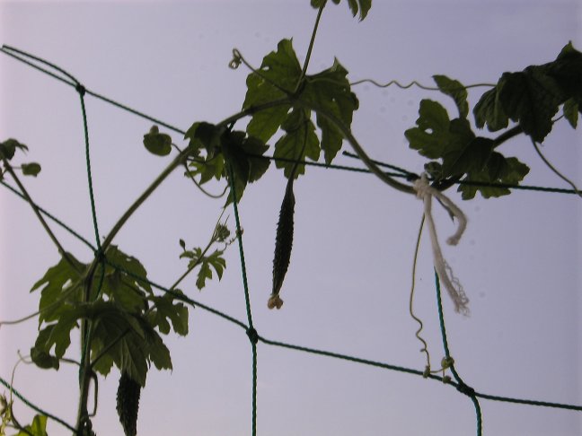 c0003409_98386.jpg