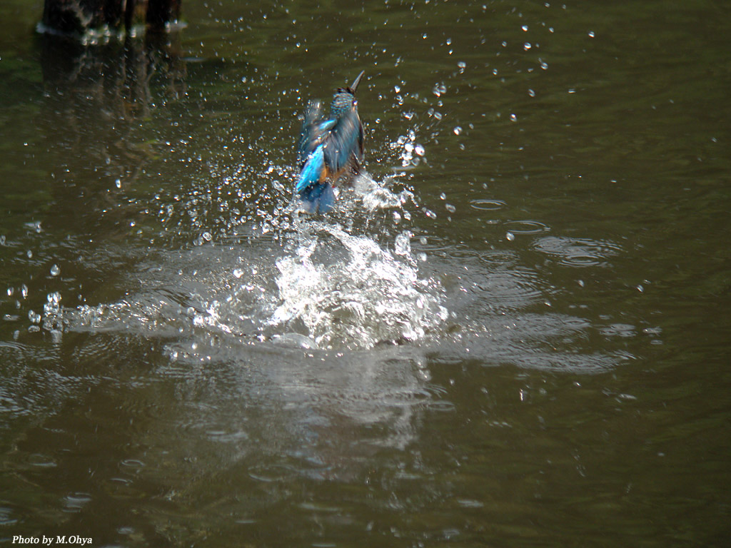 f0003418_13184576.jpg