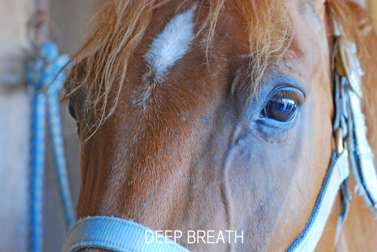 究極の馬顔 Deep Breath In U S A ーボストン郊外の小さな街からー