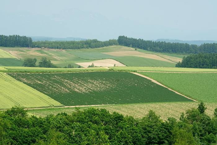 北海道・道央を巡る旅写真　（美瑛町編）_d0106628_610077.jpg