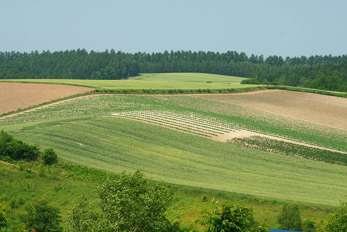 北海道・道央を巡る旅写真　（美瑛町編）_d0106628_693220.jpg