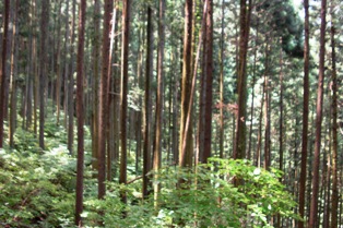 d0132128_10561472.jpg