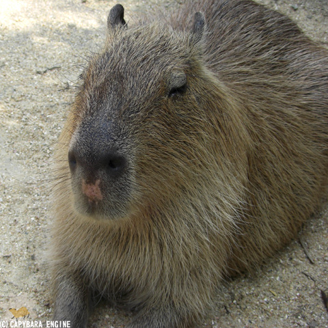 長崎カピバラ紹介・5頭め。おすすめのクルミちゃん。 : カピバラ