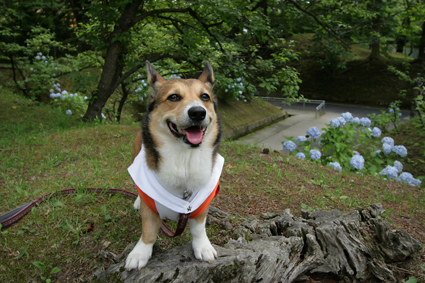 城跡の　紫陽花涼し　ひっそりと_b0031538_0215272.jpg