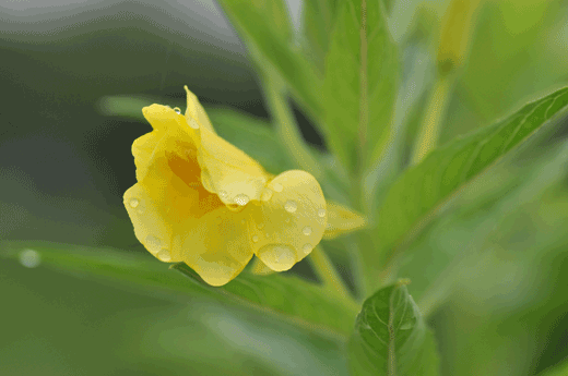 c0093046_8115757.gif