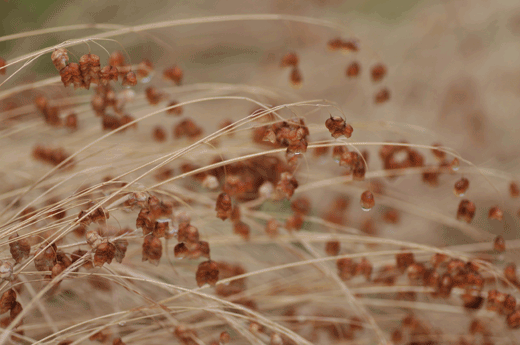 c0093046_8124430.gif