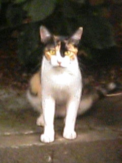 すり鉢カンパーニュと猫たち_f0095746_1972875.jpg