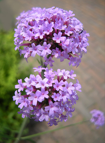 7月日 バーベナ ボナリエンシス 花ねこ日記