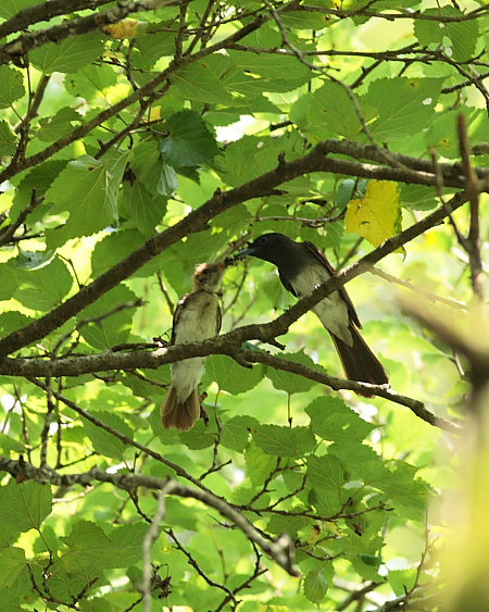 サンコウチョウ_f0135157_21382191.jpg