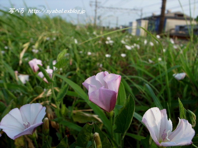 昼顔　ヒルガオ　線路脇　（埼玉県　上里町）_c0153764_8404624.jpg