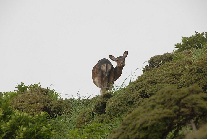 １ヵ月半ぶりの山歩き_e0013365_2143494.jpg