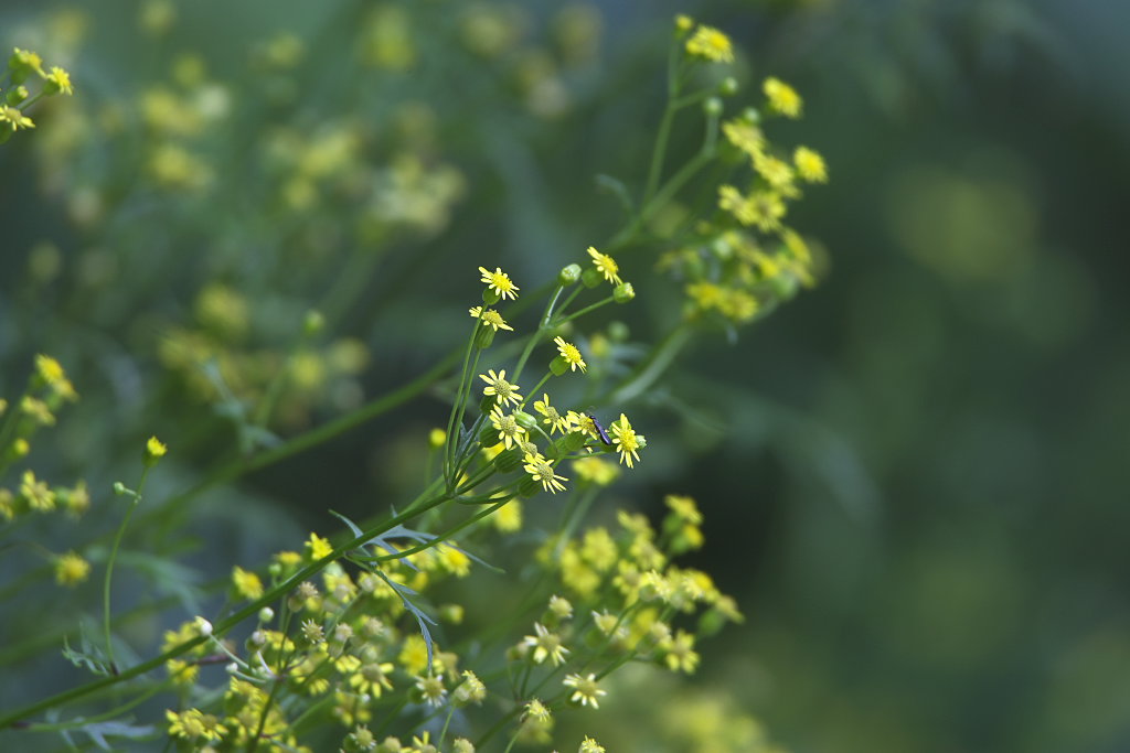 高原の草花_d0125872_2225483.jpg