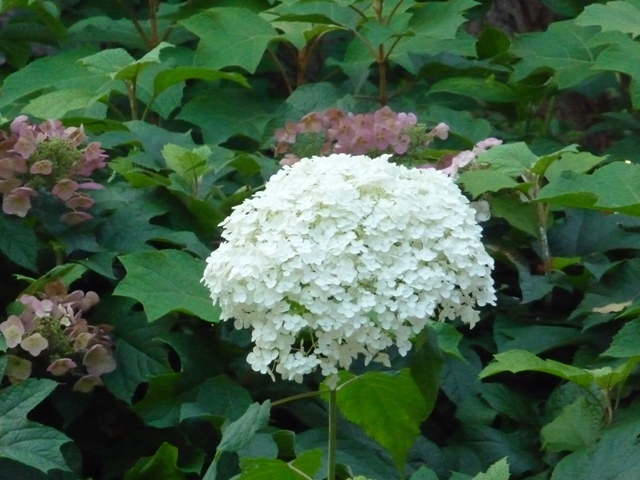 d0042474_2311418.jpg