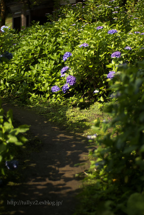 もうひとつの紫陽花寺(1)_e0109883_23232282.jpg