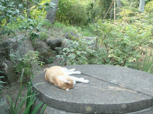 a0105185_2229139.gif