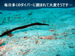 今日もお二人とラチャヤイ島へダイビング!_f0144385_1941872.jpg