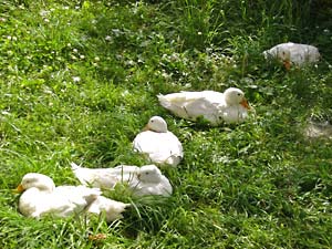 b0115200_118051.jpg