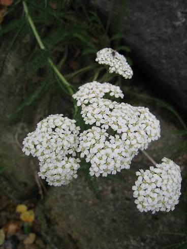 c0146301_910301.jpg