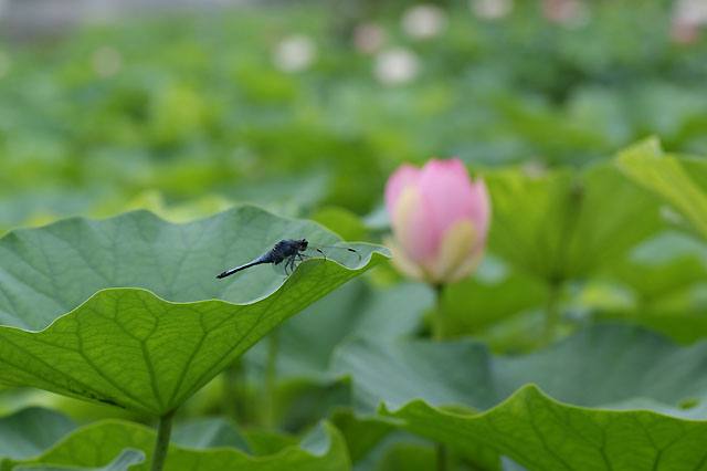 ７月８日　綺麗な花姿_b0086508_1001430.jpg