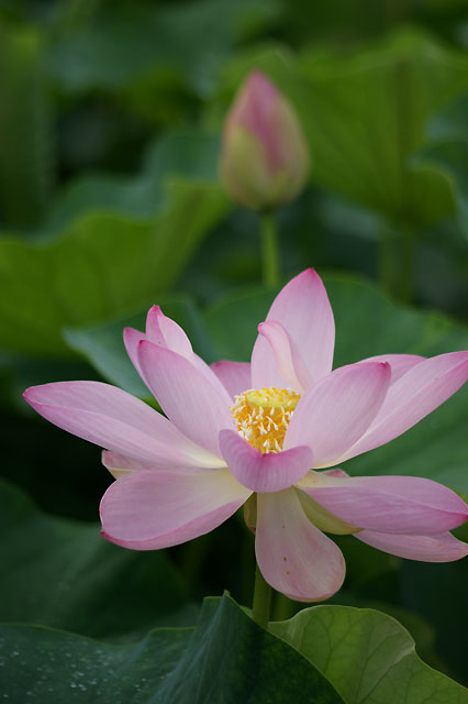 ７月８日　綺麗な花姿_b0086508_10163859.jpg